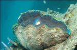 Great Barrier Reef, Cairns, Australia